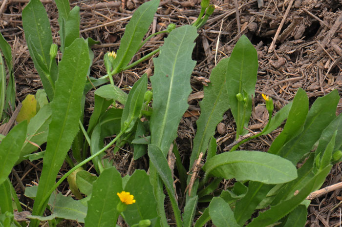 Cretanweed, Hedypnois cretica Cretanweed, Hedypnois cretica